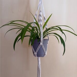 Macrame Plant Hanger